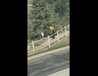 Little Boy Holds Balloons in Front of Tree for Photo