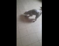 Dog goes crazy playing with empty water bottle 