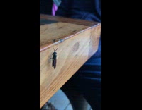 Insect move antennae wipe legs on table