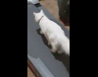 White cat run try to stay on treadmill 
