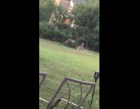 Two deer run through backyard daily dose imitation