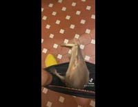 Baby kangaroo climbs into purse and gets comfortable