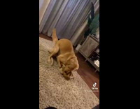 Golden retriever dog humps toy on floor 