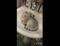 Collab Clips mpugc - Cat in sink doesnt move when water is turned on