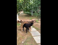 Dog on top of dog at backyard