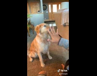 Collab BitchIG2 - Man shows magic trick to his dog 
