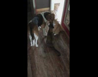 Three cats stand around large brown dog and sniff him 