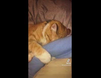 Orange hat hugging onto blue foam blanket 