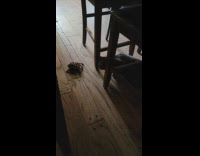 Cat gets scared of remote controlled spider