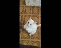 White cat pray beg for papaya fruit