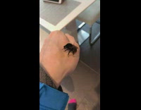 Guy feed honey to bee on hand