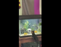 Collab DailyDoseOfInternet - Kitten stare fish tank fall down desk