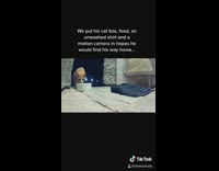 Security camera cat eat bowl come inside 