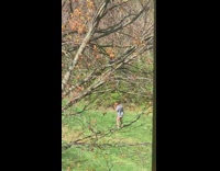 Girl dances grass orange leaves bare tree