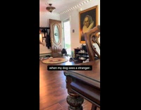 Black dog jumping on door