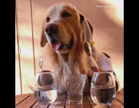 Dog hits glass with spoons plays music