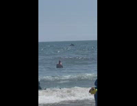 2 dolphins jump behind waves 