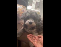 Woman says other P words to dog