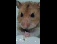 Hamster Eats Grain of Rice Near Plate