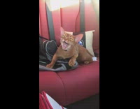 Brown cat meows car red seats bmw