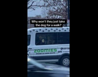 Collab VIBES - Dog inside mobile dog gym