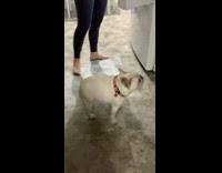 Collab Clips mpugc - Little white dog small hops flinch