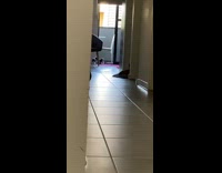 BitchMP - Cat carries kitten to woman