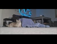 Teasing a cat with a feather toy and cat knocks over camera
