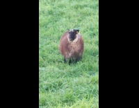 Goat bleats back at man