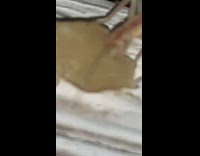 Brown grasshopper eat potato on table