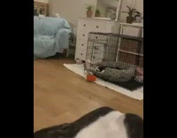 Brown dog slips wood floor pink toy