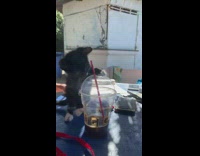 Black white kitten drinks from red straw