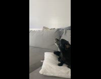 Collab DailyDoseOfInternet - Black dog howl to universal studios intro