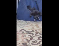 Cat laying upside down on blue bean bag 