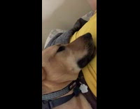 Yellow shirt guy brown dog howl bed