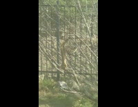 Squirrel hangs upside down metal cage feeder 