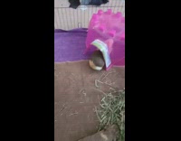 Woman laugh at guinea pig that hops