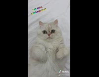 White cat lays on back throwback kitten