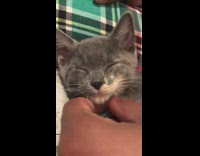 Guy pets purring grey kitten pajama pants 