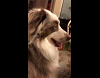 Dog annoyed at hooman blowing air on face 