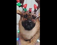 Collab BitchMP - Dog hallway christmas glasses lights