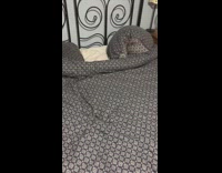 Brown black dog in grey pillowcase bed