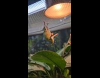 Chameleon hang under screen feet like open snake mouth
