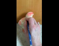 Collab ClipsIG - Woman tracks chickens growth progress 