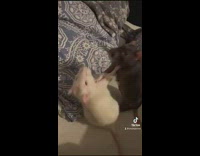 White and black rat fighting and pushing each other 