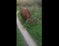 Brown cow green leaves on head grass
