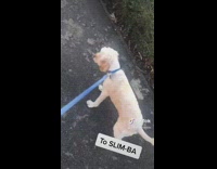 Brown dog gets haircut simba to slimba 