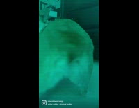 Corgi dog shakes butt touches mousepad 