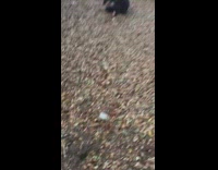 black sweater tying to do flip falls down