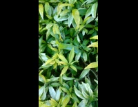 Green caterpillar on plant eat some leaves